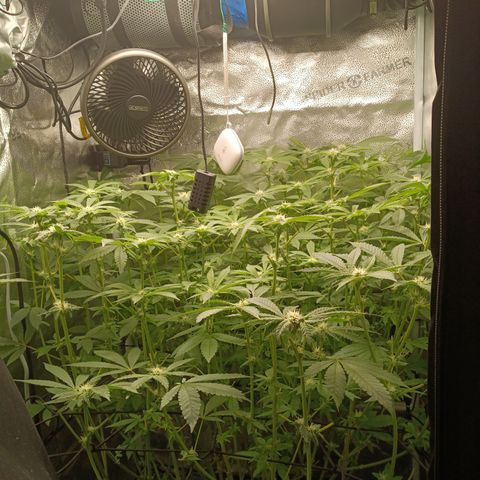Mimosa x Orange Punch growlog timeline photo