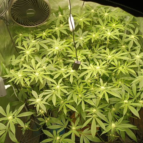 Mimosa x Orange Punch growlog timeline photo