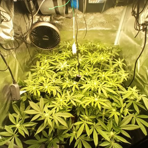 Mimosa x Orange Punch growlog timeline photo