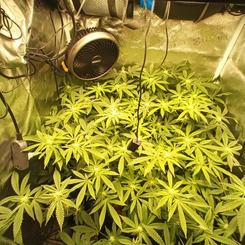 Mimosa x Orange Punch growlog timeline photo