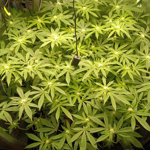 Mimosa x Orange Punch growlog timeline photo