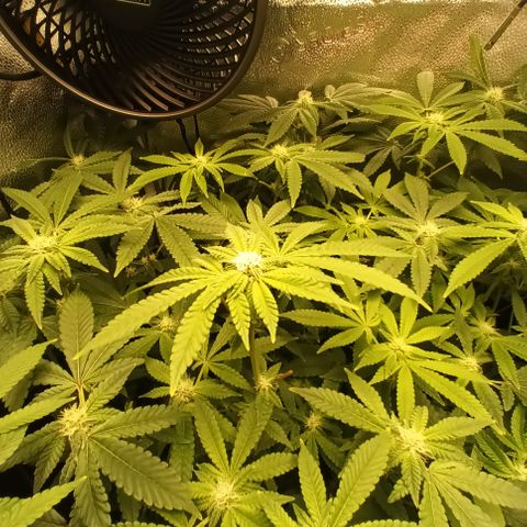 Mimosa x Orange Punch growlog timeline photo