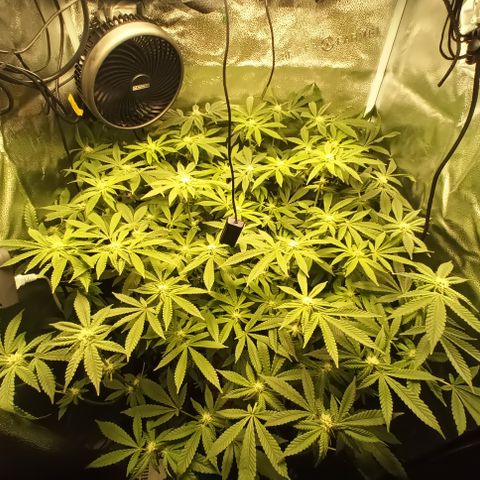 Mimosa x Orange Punch growlog timeline photo