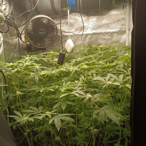 Mimosa x Orange Punch growlog timeline photo