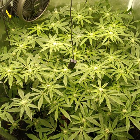 Mimosa x Orange Punch growlog timeline photo