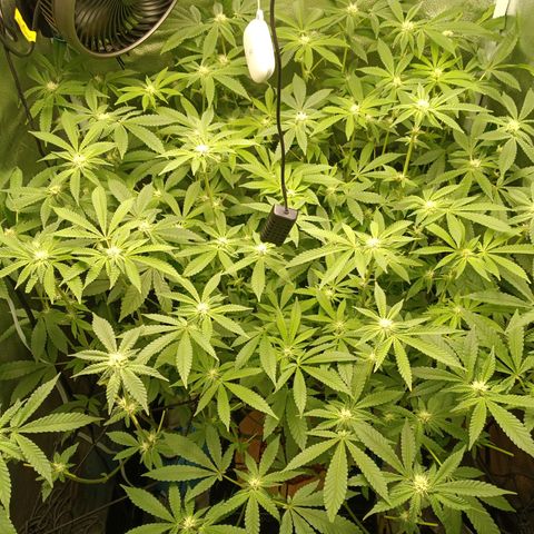 Mimosa x Orange Punch growlog timeline photo