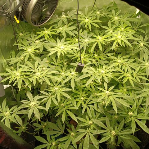 Mimosa x Orange Punch growlog timeline photo
