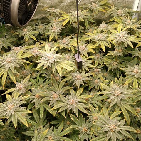 Mimosa x Orange Punch growlog timeline photo