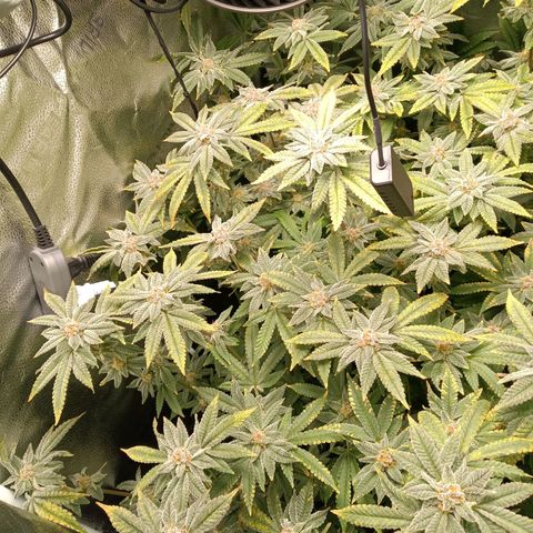 Mimosa x Orange Punch growlog timeline photo