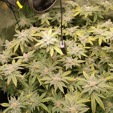 Mimosa x Orange Punch growlog timeline photo