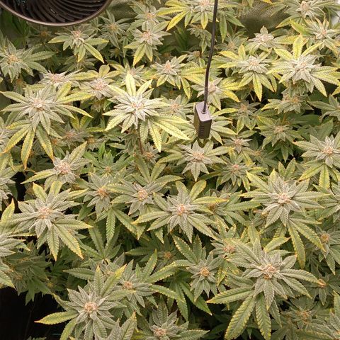 Mimosa x Orange Punch growlog timeline photo