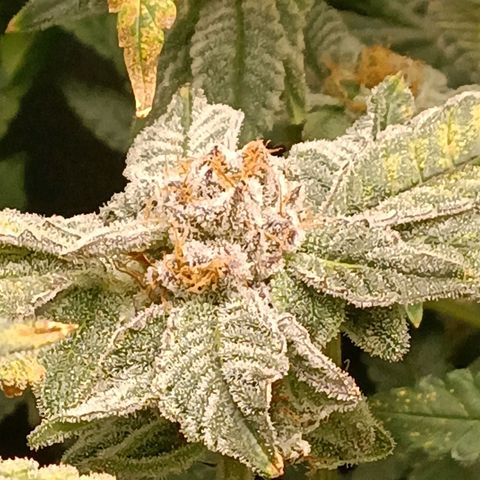 Mimosa x Orange Punch growlog timeline photo