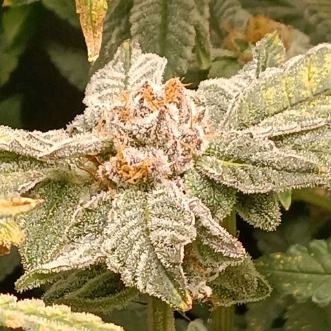 Mimosa x Orange Punch growlog timeline photo