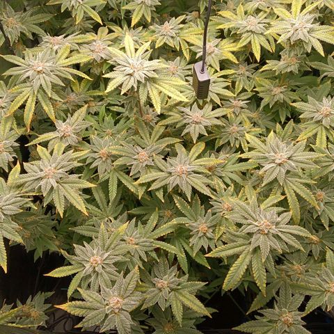 Mimosa x Orange Punch growlog timeline photo