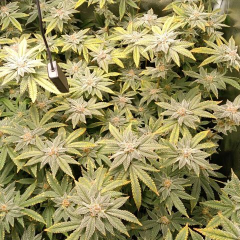 Mimosa x Orange Punch growlog timeline photo