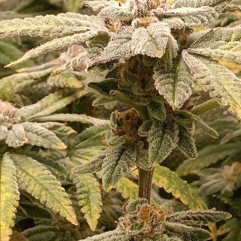 Mimosa x Orange Punch growlog timeline photo