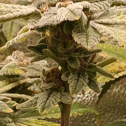 Mimosa x Orange Punch growlog timeline photo