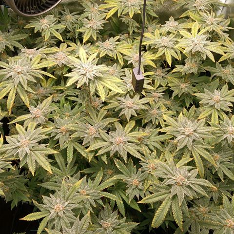 Mimosa x Orange Punch growlog timeline photo