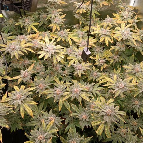 Mimosa x Orange Punch growlog timeline photo