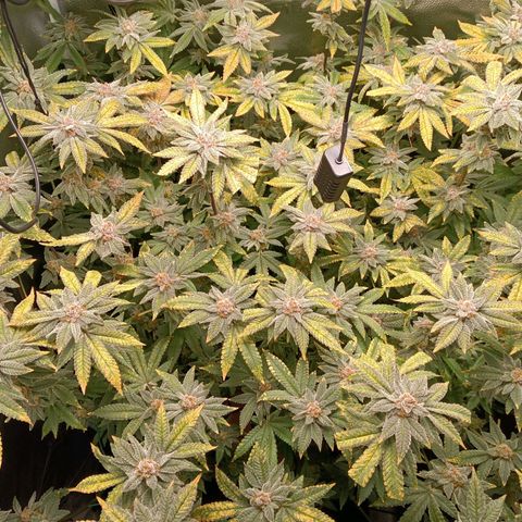 Mimosa x Orange Punch growlog timeline photo