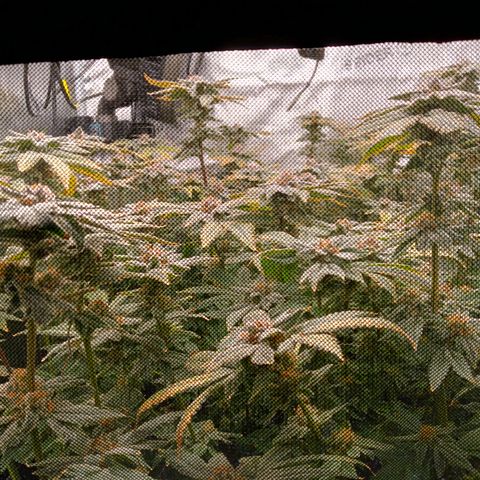 Mimosa x Orange Punch growlog timeline photo