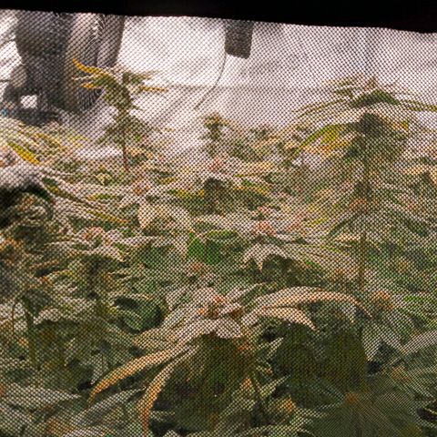 Mimosa x Orange Punch growlog timeline photo
