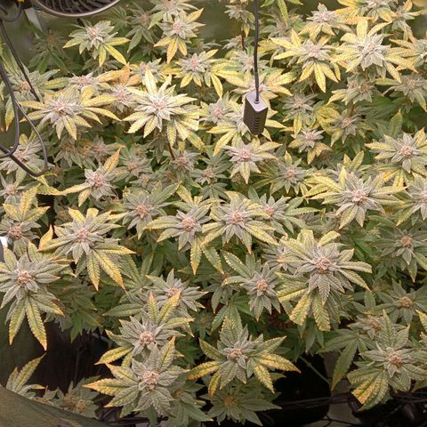 Mimosa x Orange Punch growlog timeline photo