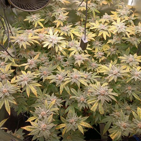 Mimosa x Orange Punch growlog timeline photo