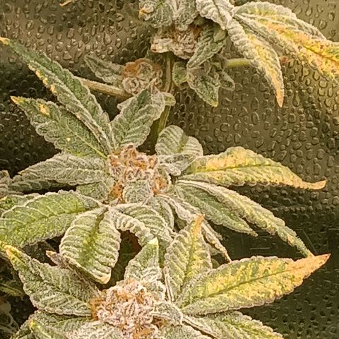 Mimosa x Orange Punch growlog timeline photo
