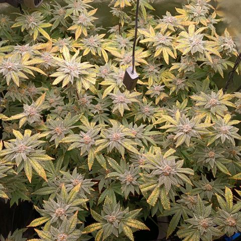 Mimosa x Orange Punch growlog timeline photo