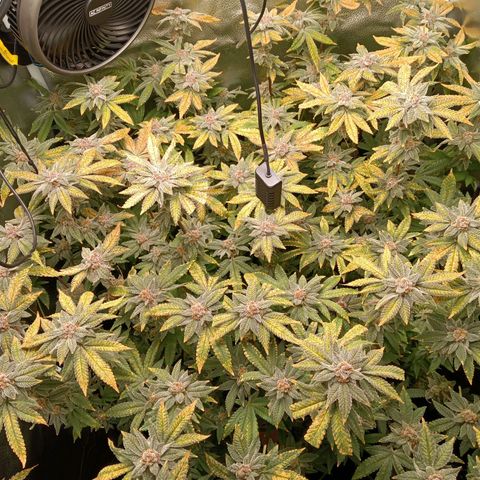Mimosa x Orange Punch growlog timeline photo