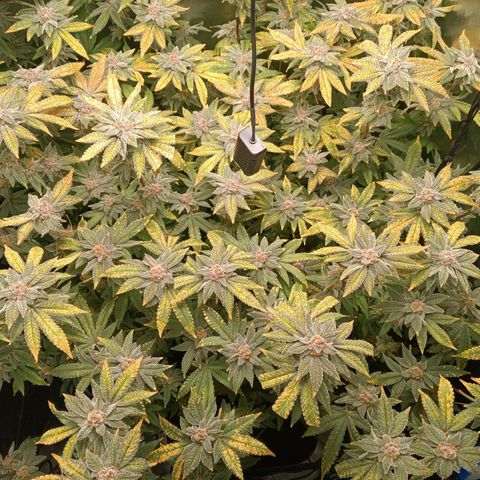 Mimosa x Orange Punch growlog timeline photo