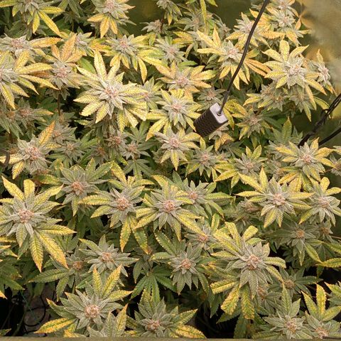 Mimosa x Orange Punch growlog timeline photo