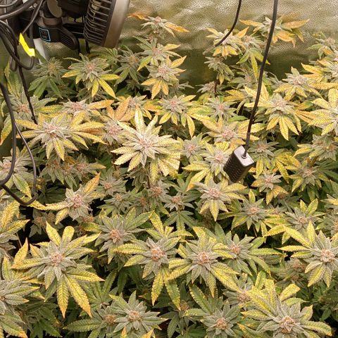Mimosa x Orange Punch growlog timeline photo