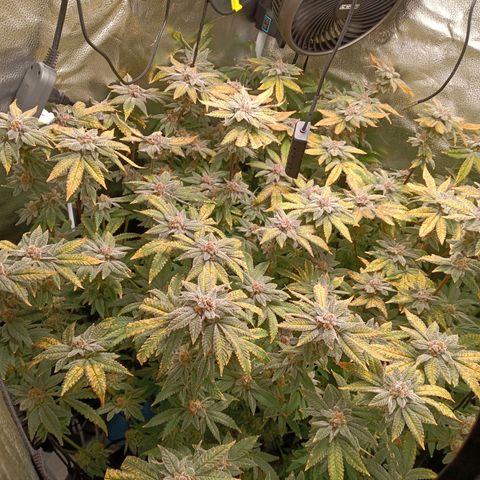 Mimosa x Orange Punch growlog timeline photo