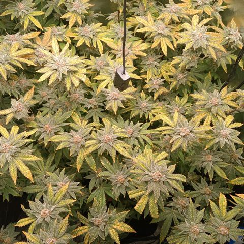 Mimosa x Orange Punch growlog timeline photo