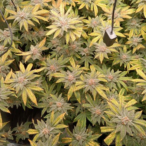 Mimosa x Orange Punch growlog timeline photo