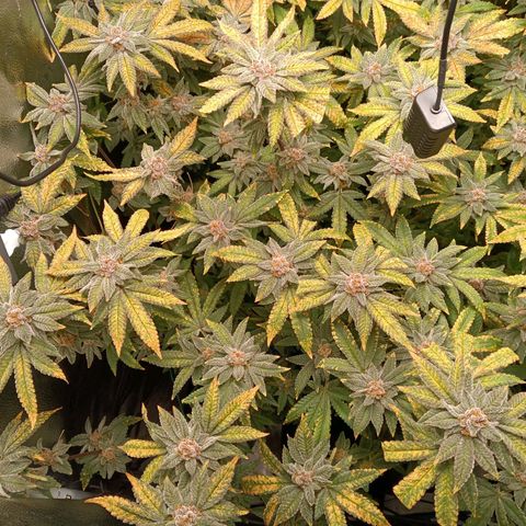 Mimosa x Orange Punch growlog timeline photo
