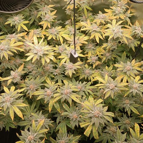 Mimosa x Orange Punch growlog timeline photo