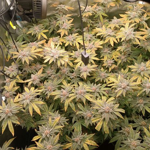 Mimosa x Orange Punch growlog timeline photo