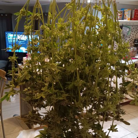 Mimosa x Orange Punch growlog timeline photo
