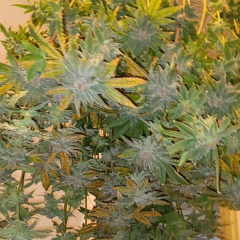 Mimosa x Orange Punch growlog timeline photo