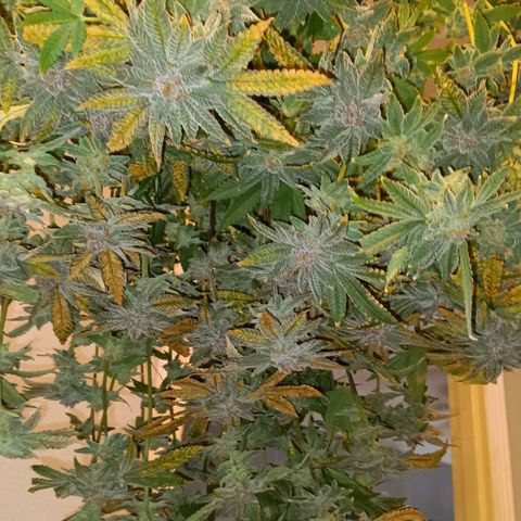Mimosa x Orange Punch growlog timeline photo