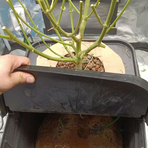 Mimosa x Orange Punch growlog timeline photo