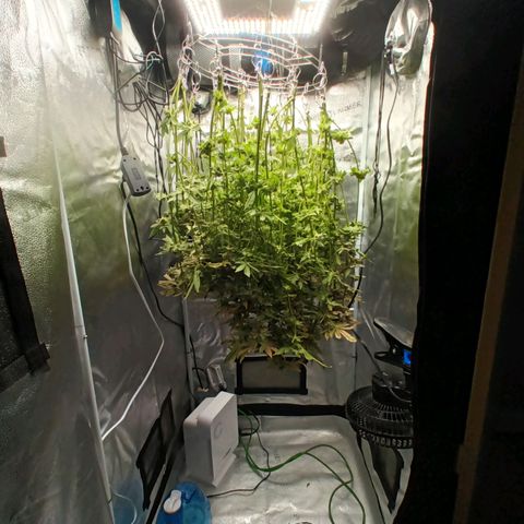 Mimosa x Orange Punch growlog timeline photo