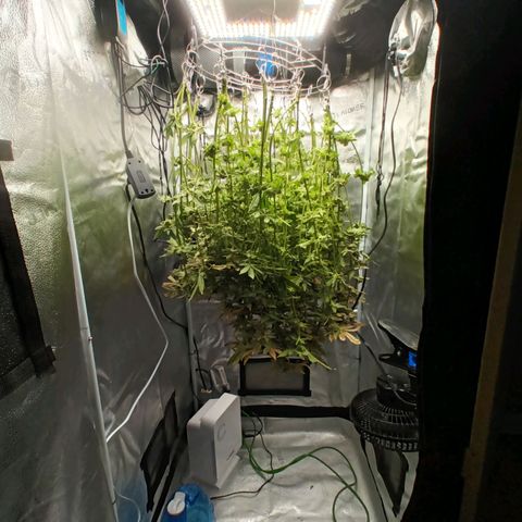 Mimosa x Orange Punch growlog timeline photo