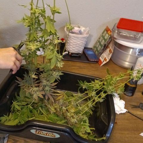 Mimosa x Orange Punch growlog timeline photo