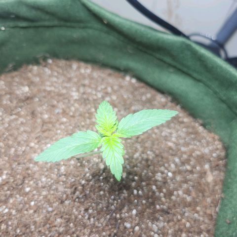 Neve growlog timeline photo