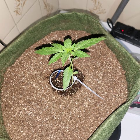 Neve growlog timeline photo