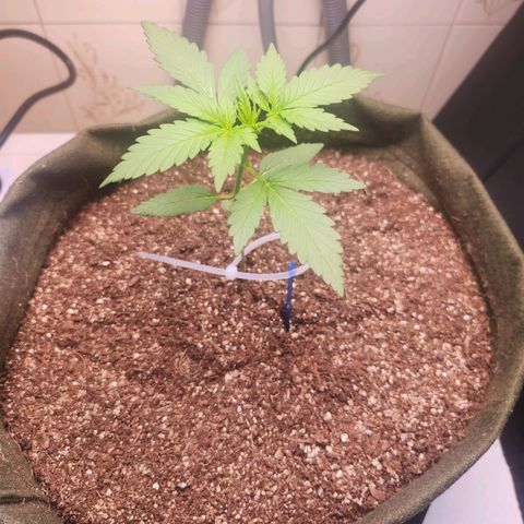 Neve growlog timeline photo